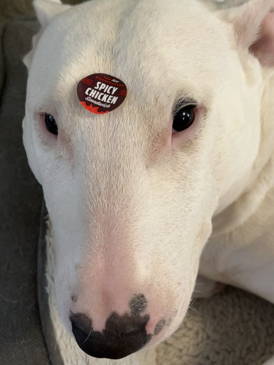 🐶 NELSON tweet media