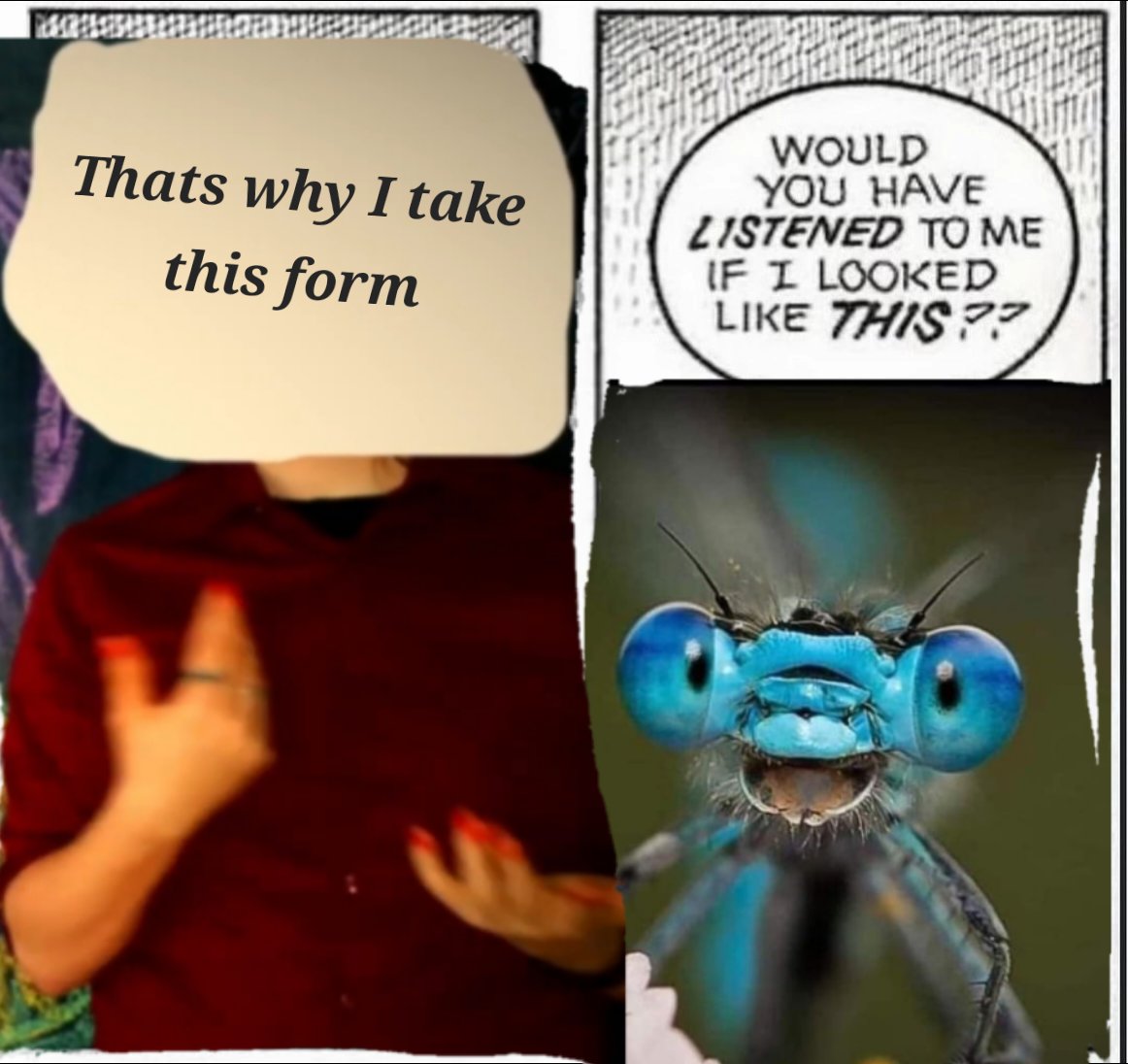 Dragonfly tweet media