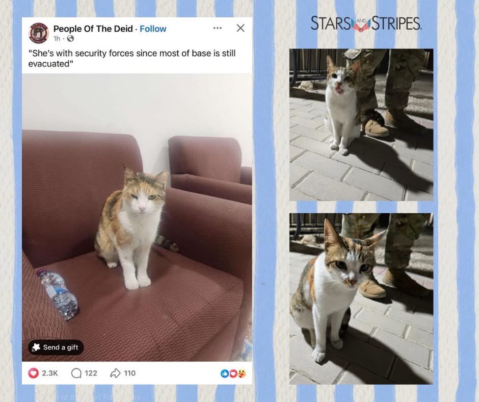 If you’re among the few, the proud, that have “done the ‘deid,” (as I have) you’ll be happy to know that Pizza Cat lives!!! Read this heartwarming post from <a href="/starsandstripes/">Stars and Stripes</a> #pizzacat facebook.com/share/p/18XtQS…