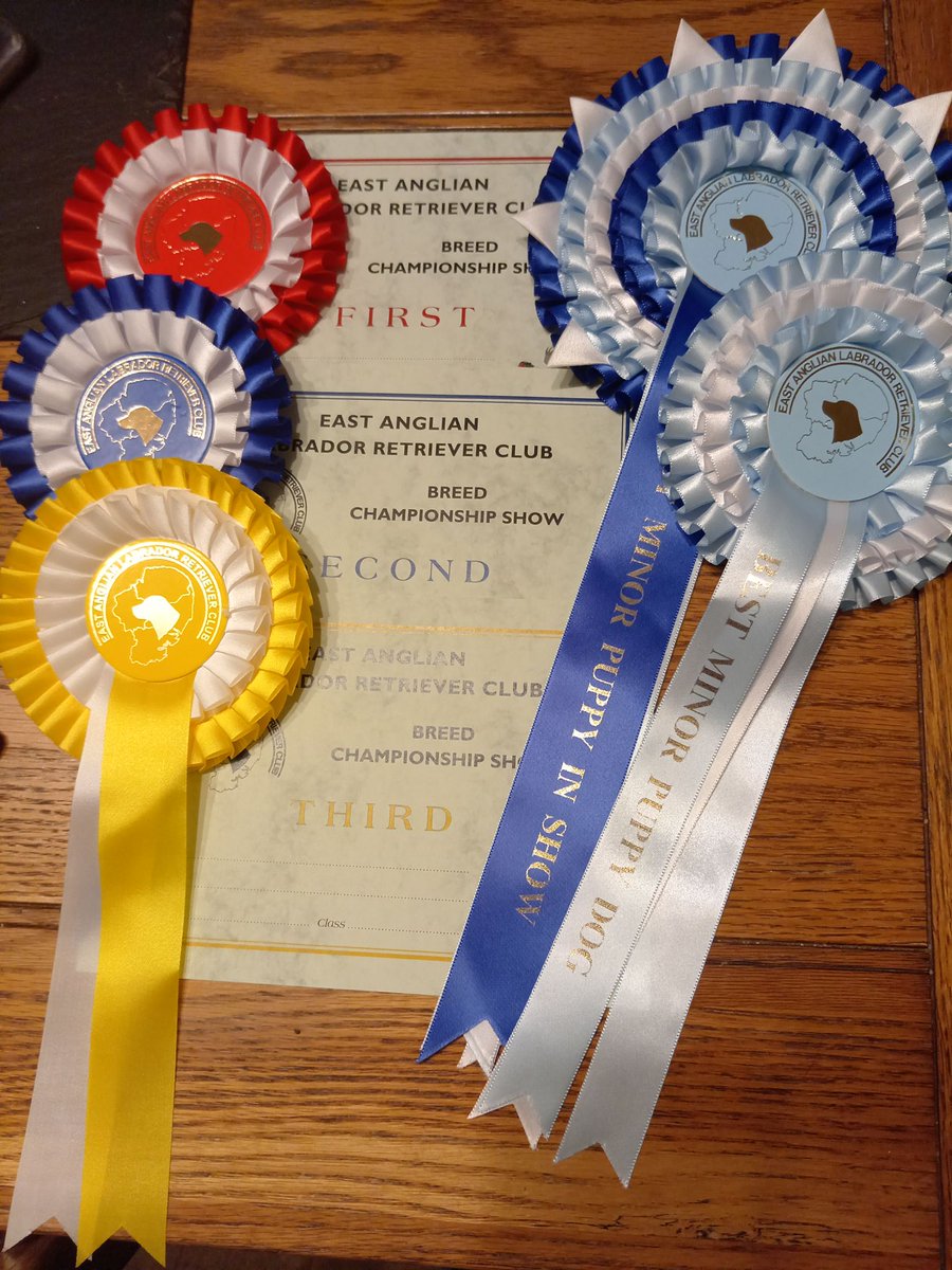 Bruadarach Labradors 🏴󠁧󠁢󠁳󠁣󠁴󠁿 tweet media