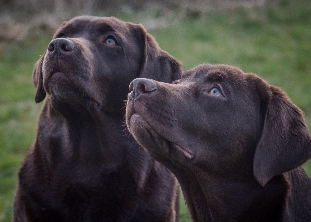 Bruadarach Labradors 🏴󠁧󠁢󠁳󠁣󠁴󠁿 tweet media