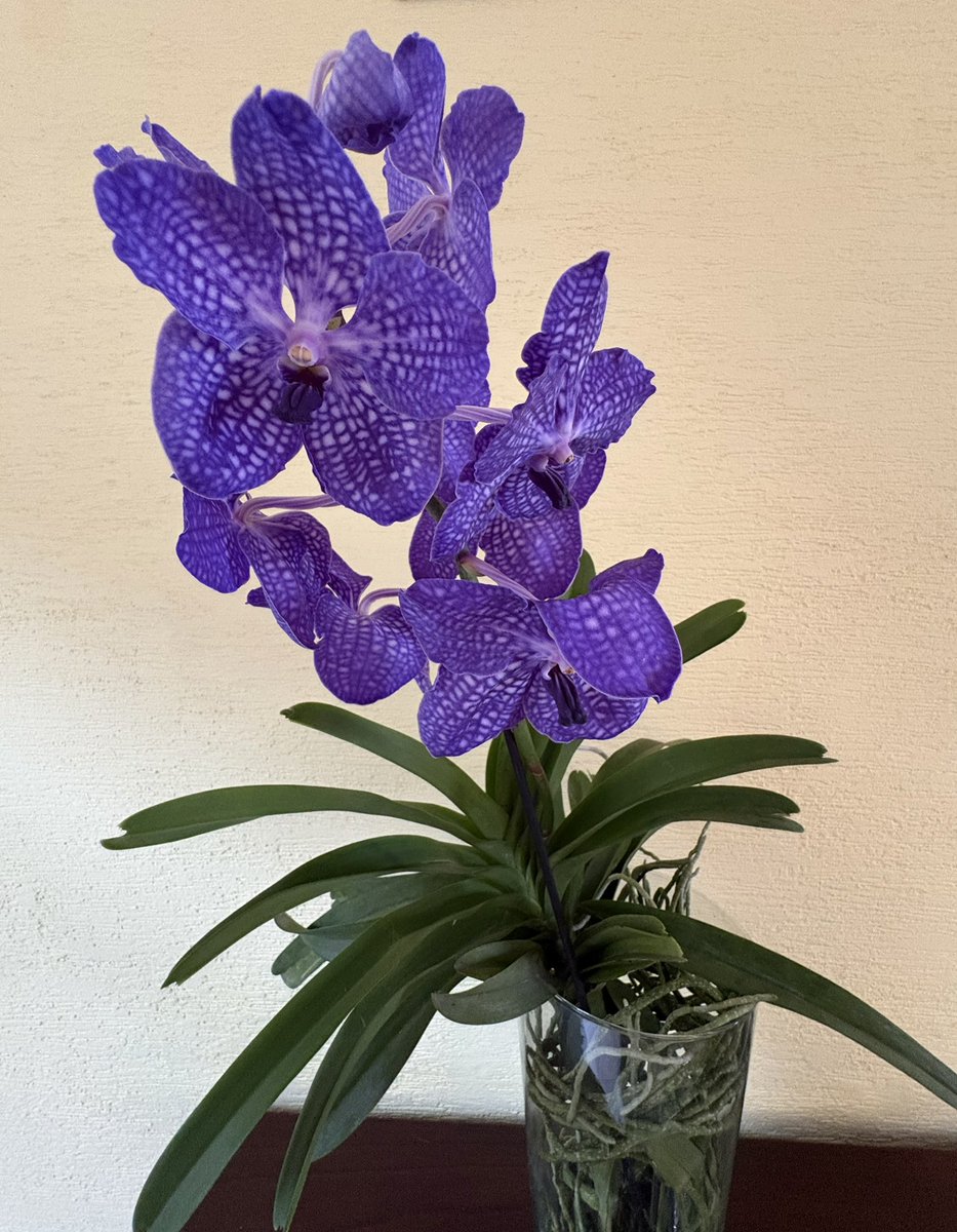 Carlaazglez's tweet photo. Mamá: ¿Y esas flores?
Yo:  Son para ti.
Mamá: ¿Para mí?
Yo: Sí mamá… porque el amor no se deja para después. Las flores se dan en vida, los abrazos se dan en vida y las gracias también. Y tú mereces eso… y mucho más. 💐 🥰😘 ᥫ᭡ https://t.co/S33Q9uNSMt