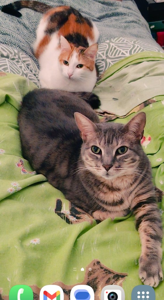 Marie-France 😺😺 tweet media