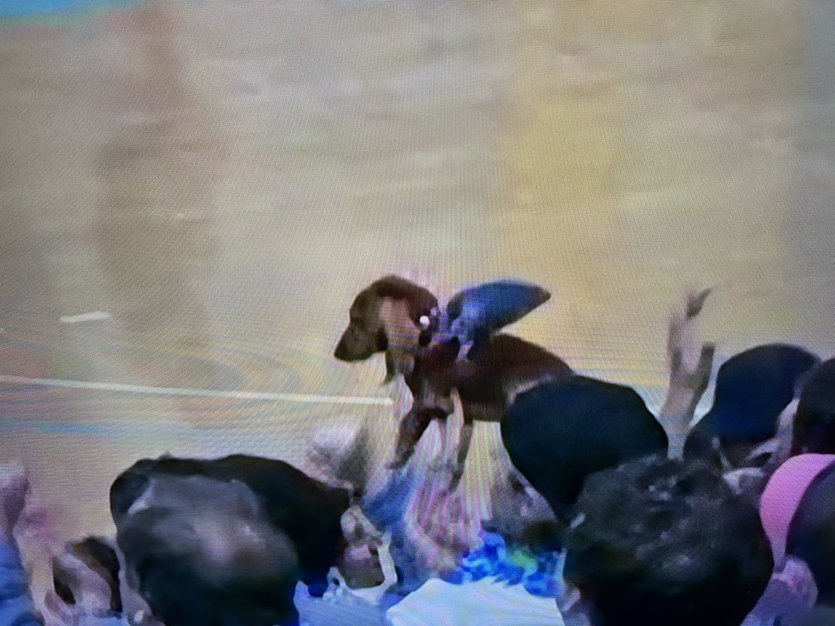 Brian Rauf tweet media