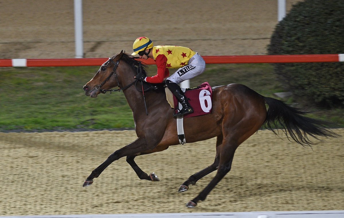 Türkiye Jokey Kulübü tweet media