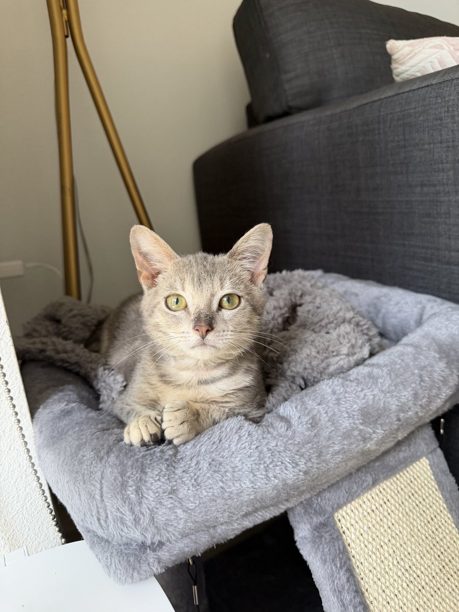 _davinegreene's tweet photo. I forget this app exists. Hey guys. Got my dog a cat. This is Rambo. That is all! https://t.co/1eB2R1vMCW