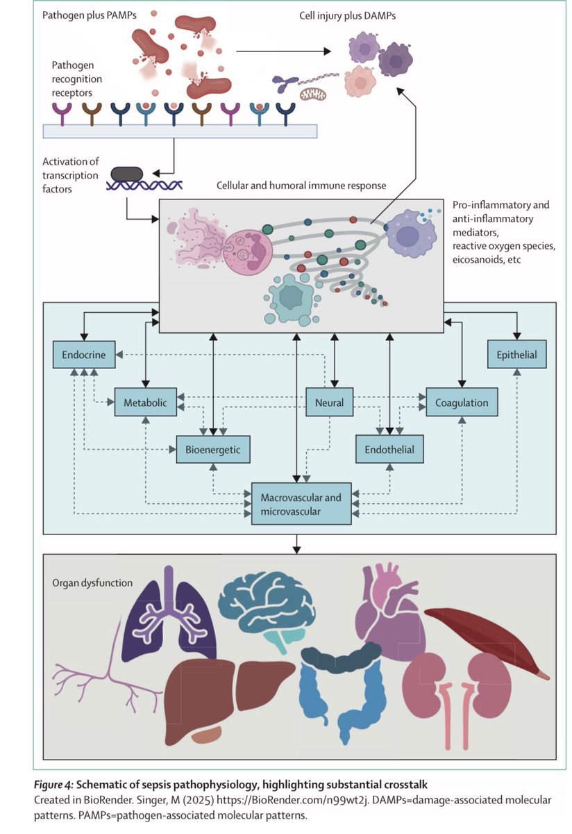 manuel_aguirrec's tweet photo. Sepsis 2026 por Lancet 

🔑 Criterio clínico operativo (Sepsis-3)
➡️ Incremento ≥2 puntos en SOFA respecto al basal.

📊 Choque séptico
•Necesidad de vasopresores para mantener PAM ≥65 mmHg
•Lactato >2 mmol/L
•Persistente a pesar de líquidos adecuados.

Sitios de infección más frecuentes

1️⃣ Pulmón
2️⃣ Abdomen
3️⃣ Bacteriemia
4️⃣ Tracto urinario

Órganos afectados:
🧠 encefalopatía
🫁 SDRA
❤️ cardiomiopatía séptica
🩸 coagulopatía
🧾 disfunción hepática
🧃 falla renal aguda
💪 miopatía y neuropatía

Herramientas diagnósticas: 
•SOFA
•qSOFA
•NEWS2

Estudios clave

🧪 Laboratorio
•leucocitos
•PCR
•procalcitonina
•lactato

🦠 Microbiología
•hemocultivos
•cultivos de foco

🖥 Imagen
•RX
•TAC
•USG

⏱ Tiempo ideal:
•choque séptico → ≤1 hora
•sospecha sin choque → ≤3 horas

Claves del manejo:
💉 antibióticos tempranos
💧 cristaloides (~30 mL/kg)
📈 norepinefrina si hipotensión
🔍 control del foco

#Sepsis #UCI #MedicinaInterna
#Infecto #ENARM #Residencia #Choque