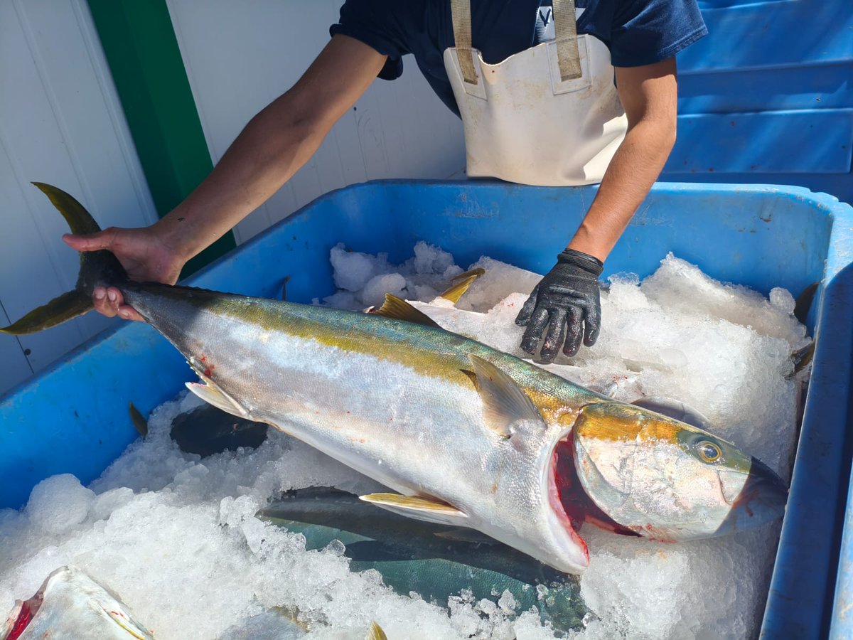 Shulada de jurel cola amarilla de las costas de Guaymas Sonora.