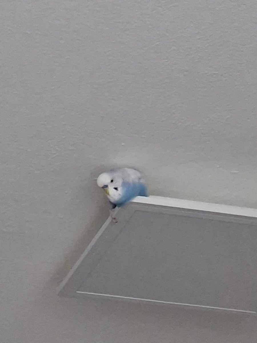 ColoraxyKaren (commissions open) tweet media