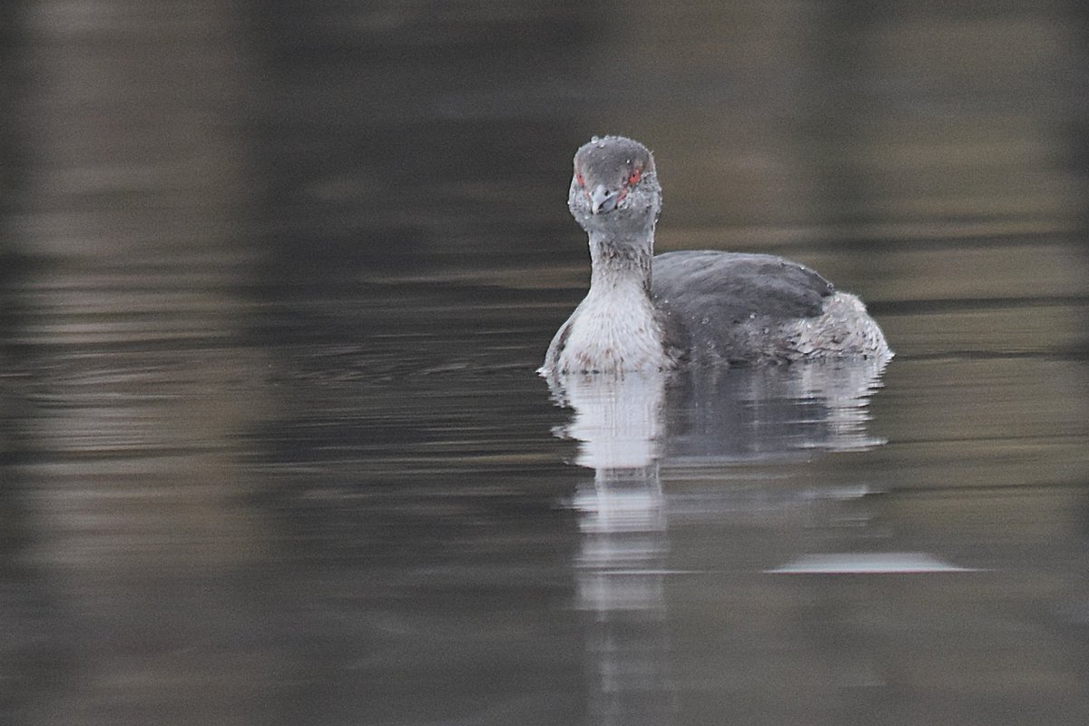 Atle Grimsby tweet media