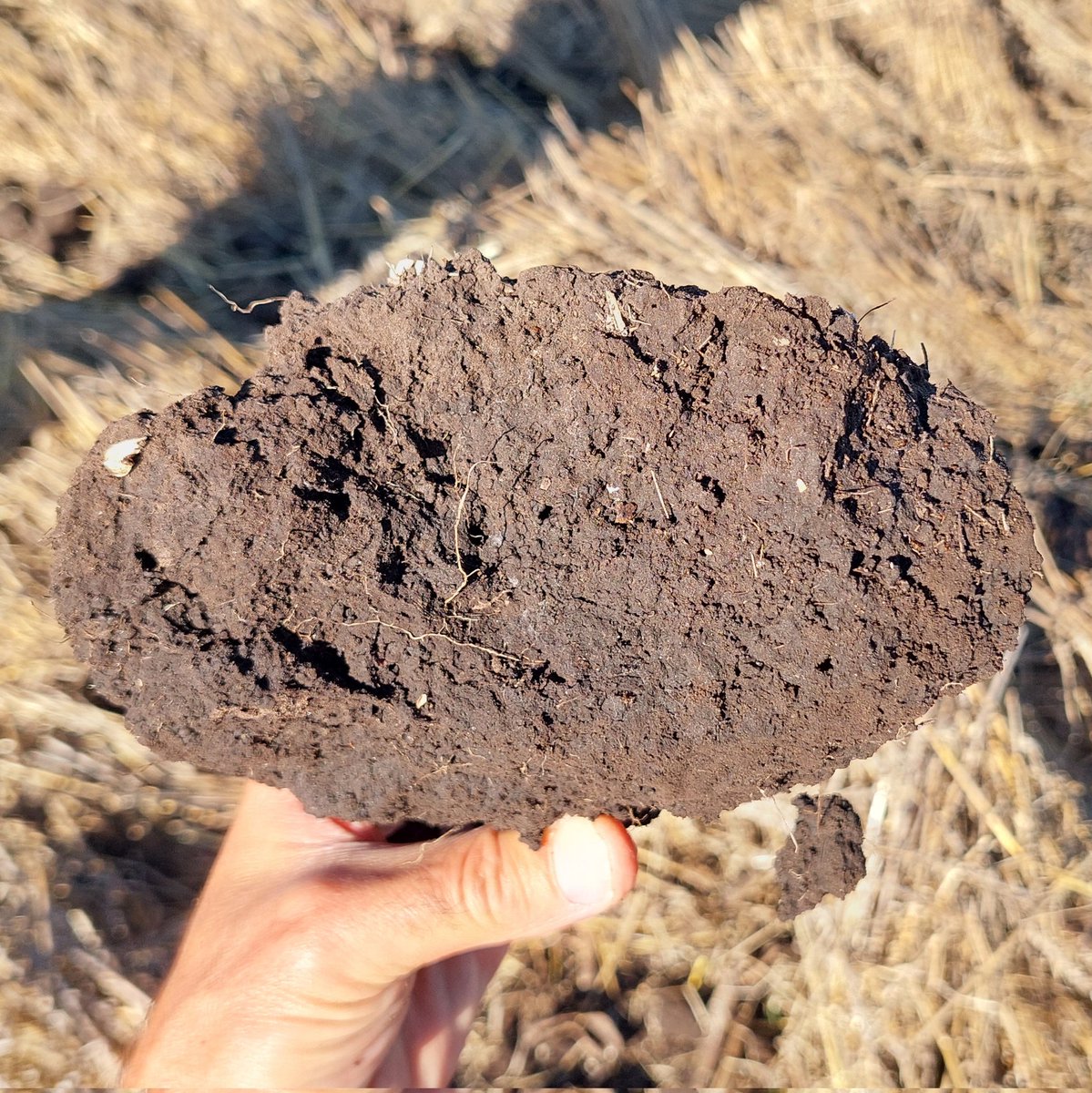 Guille Divito tweet media