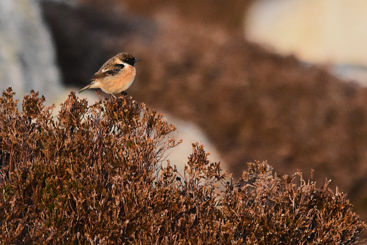 Atle Grimsby tweet media