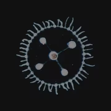 Gabriel ✸ tweet media