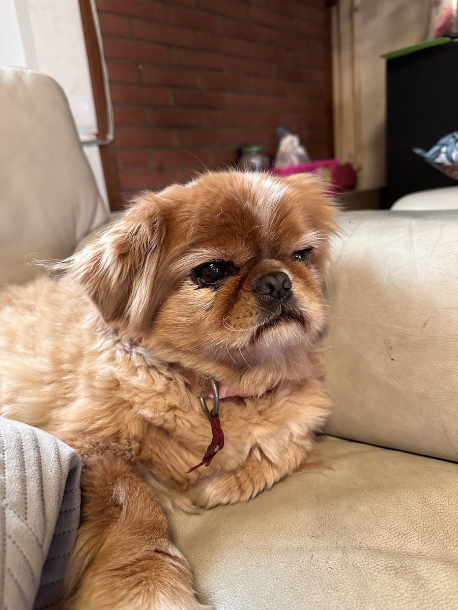 bebiekwispel's tweet photo. old 2024 pic of my grumpy old man https://t.co/XmN0ugnPvY