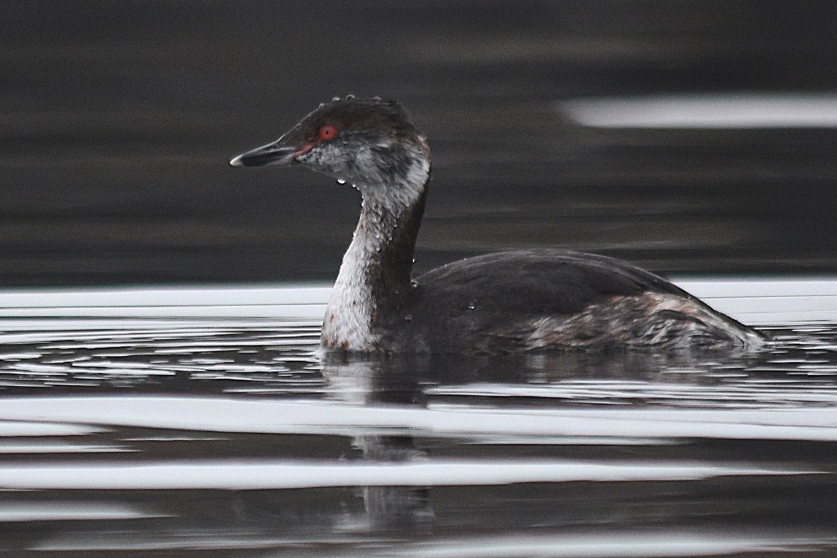 Atle Grimsby tweet media