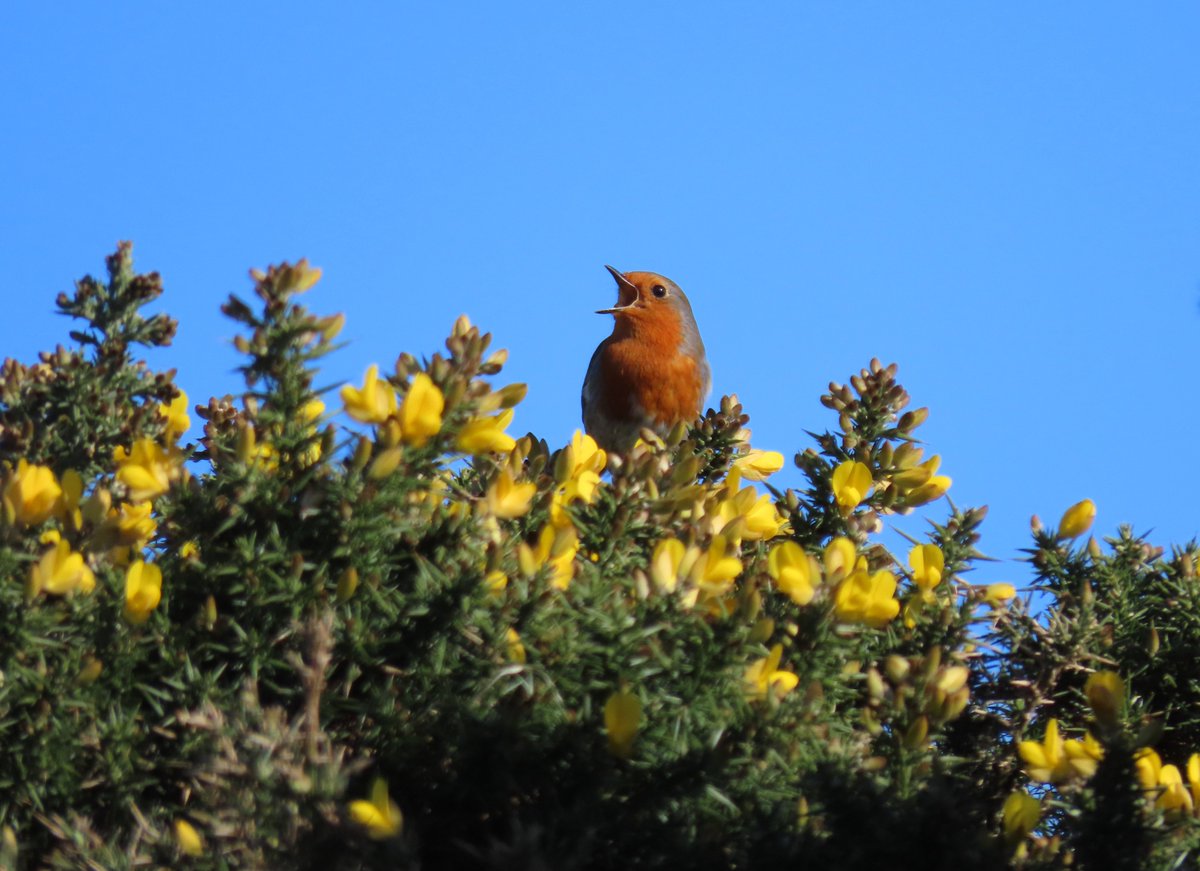 Rathlin Stickybeak tweet media