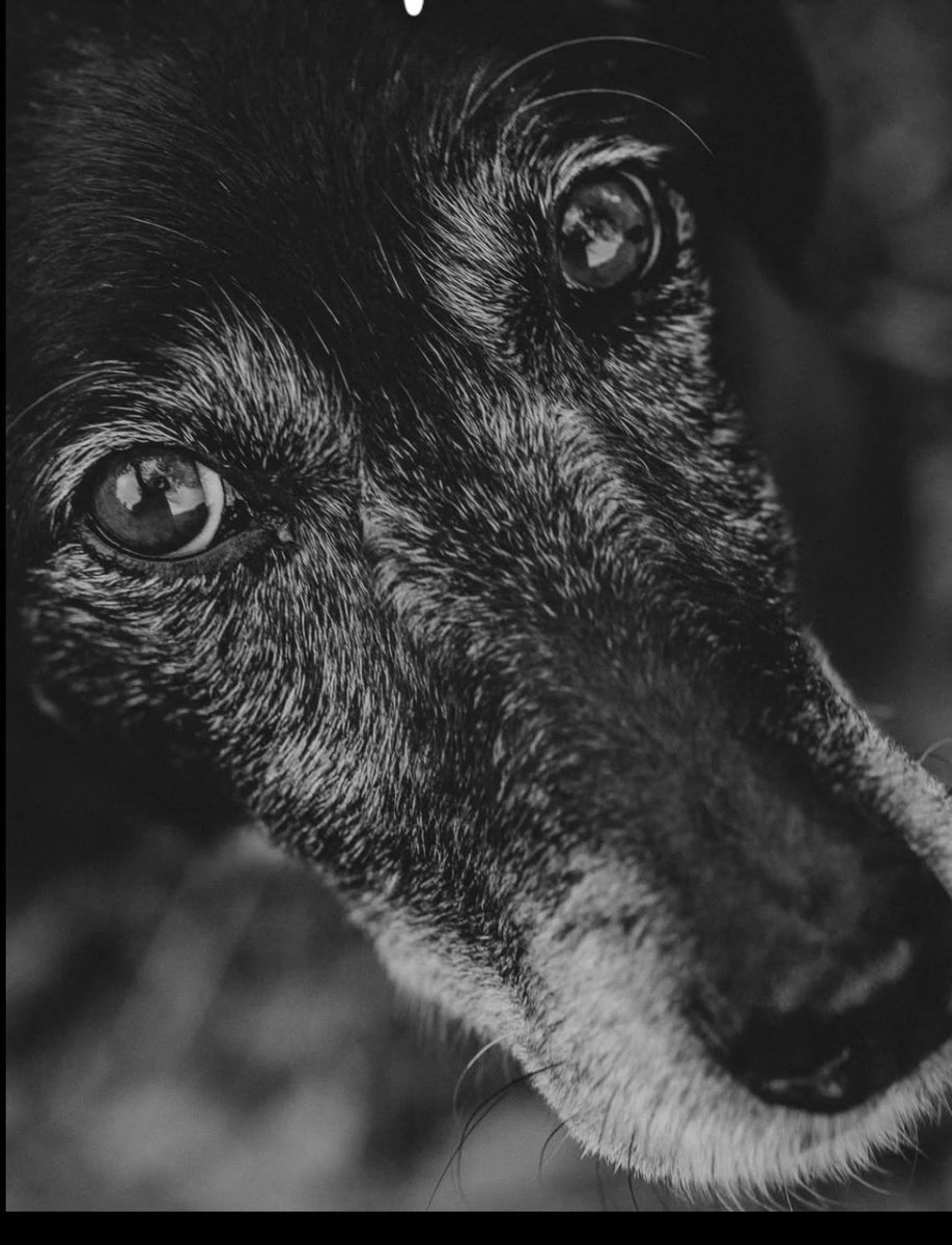 Ana Di Zacco tweet media