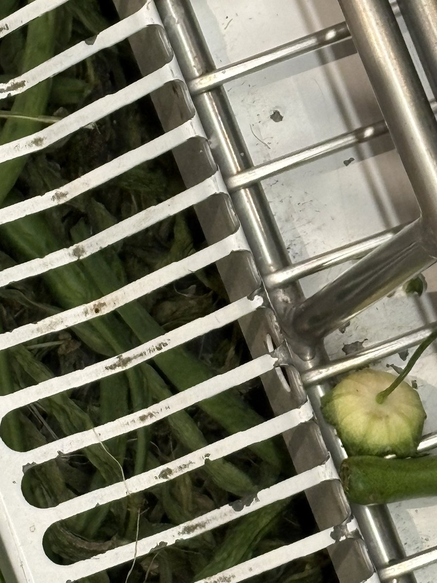 Simon 🐔🐔 🇦🇺 🇦🇺🐔🐔 tweet media