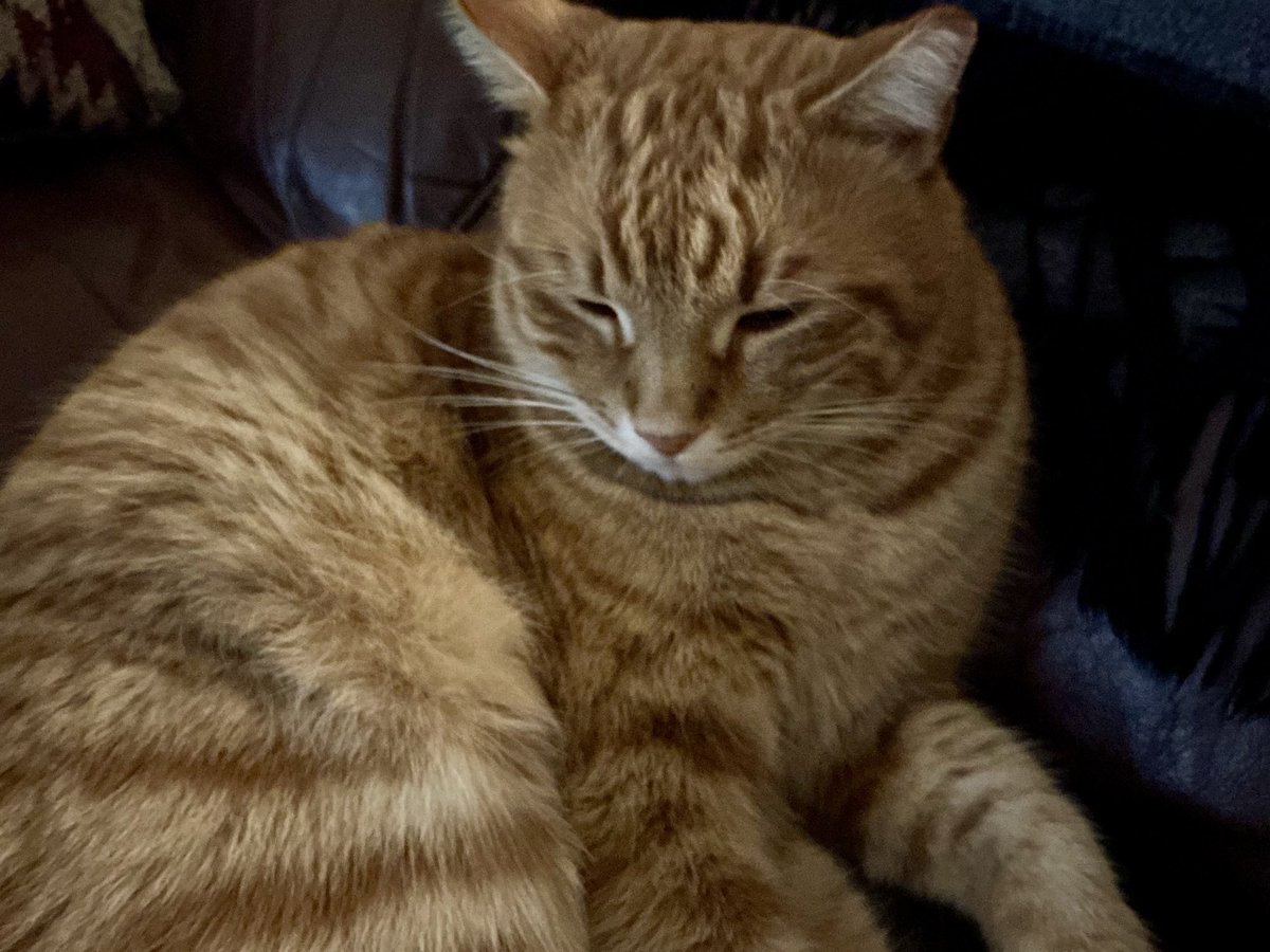 Grumpy 🐈⬛ (& Butters 🐈) tweet media