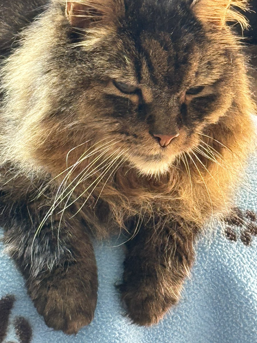 😺😺🎄🎄⛄️⛄️Hugo Mainecoon 🎄🎄🌦️⛄️⛄️😺😺 tweet media