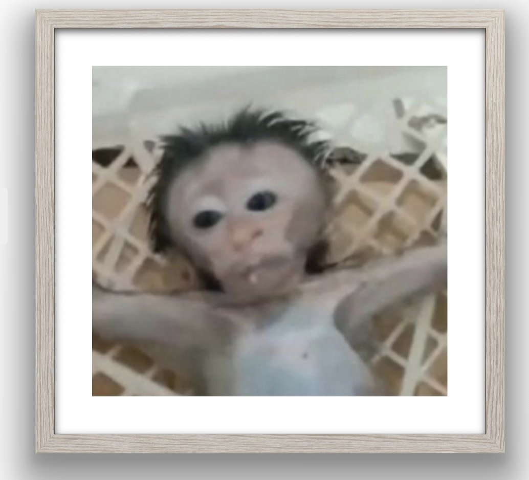 MonkeyHaterLeader (@monkey55901km) on Twitter photo 