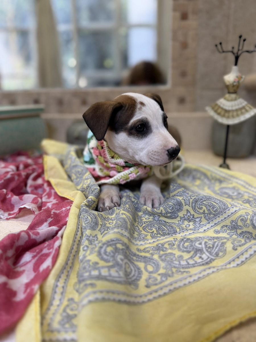 Me llamo Fauna. Soy una bebita de entre 2 y 3 meses. Tenía una mamá pero me la quitaron y me dejaron en la calle. Soy muy chiquita. No tenía idea de qué hacer. Tenía mucho frío y extrañaba mucho a mi mamá. Me sentía muy triste.

Por suerte ahora llegué a un buen lugar. Ya estoy