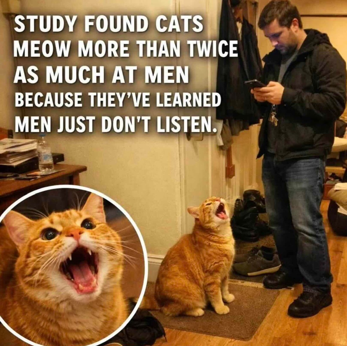 Cats and Kittens (@catsnkittys) on Twitter photo 