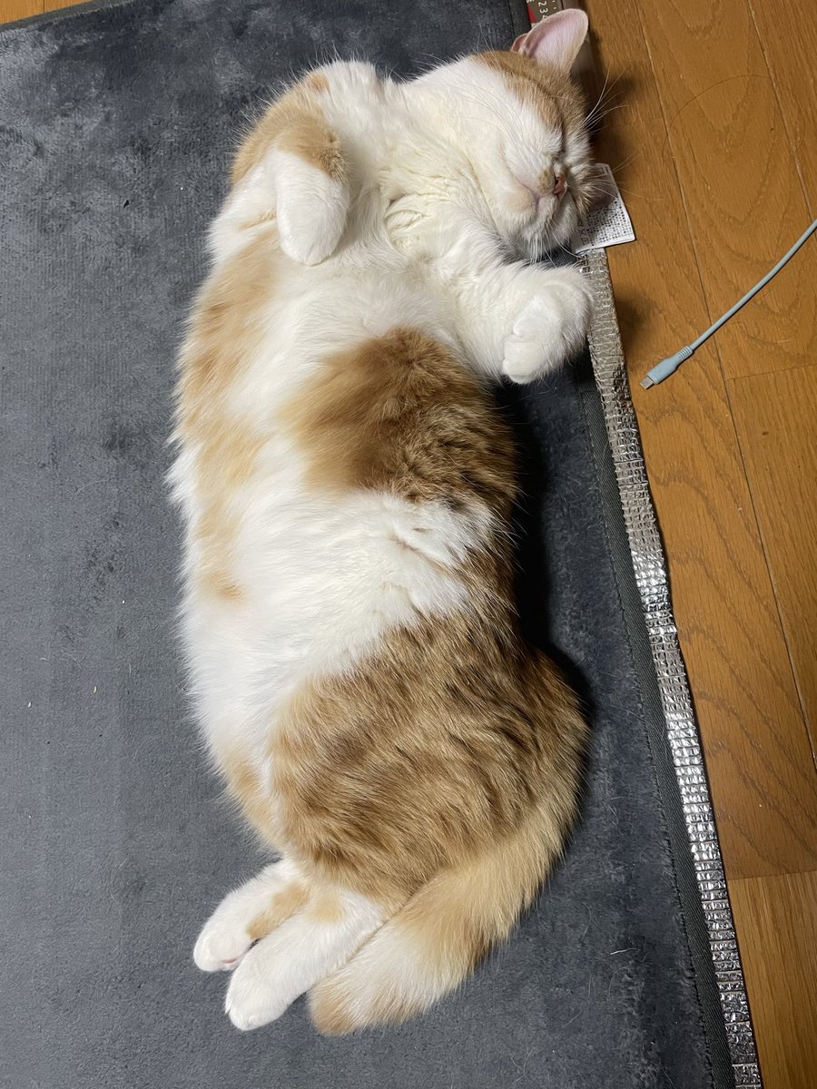 猫のいる幸せ