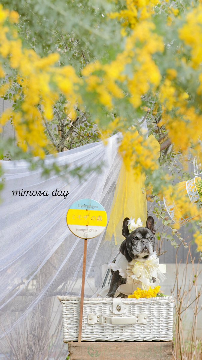 LovelyLuna0708's tweet image. 今日はミモザの日💛
#フレンチブルドッグ
#mimosa 
#ミモザの日