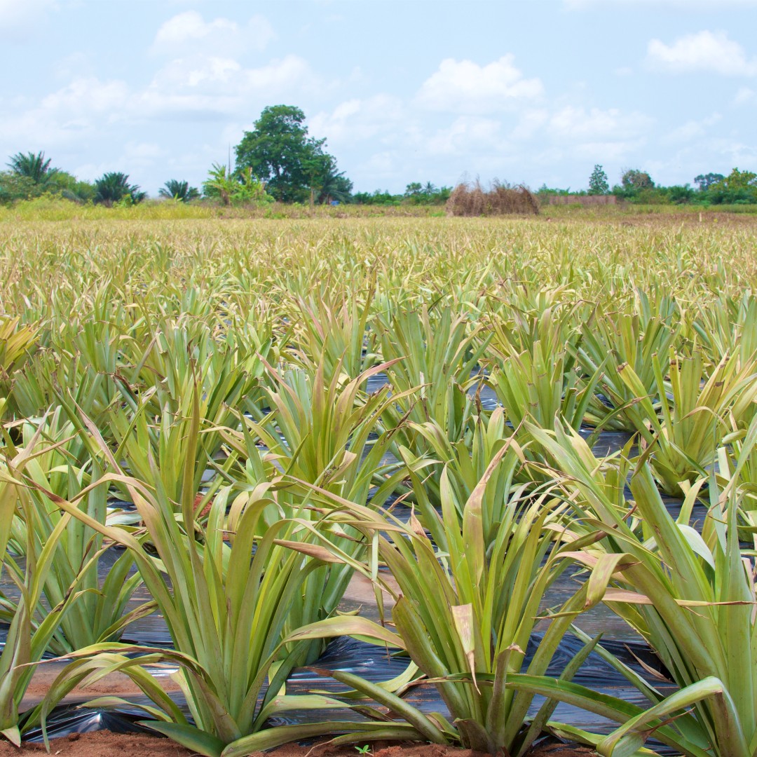 World Bank Group Climate and Environment tweet media