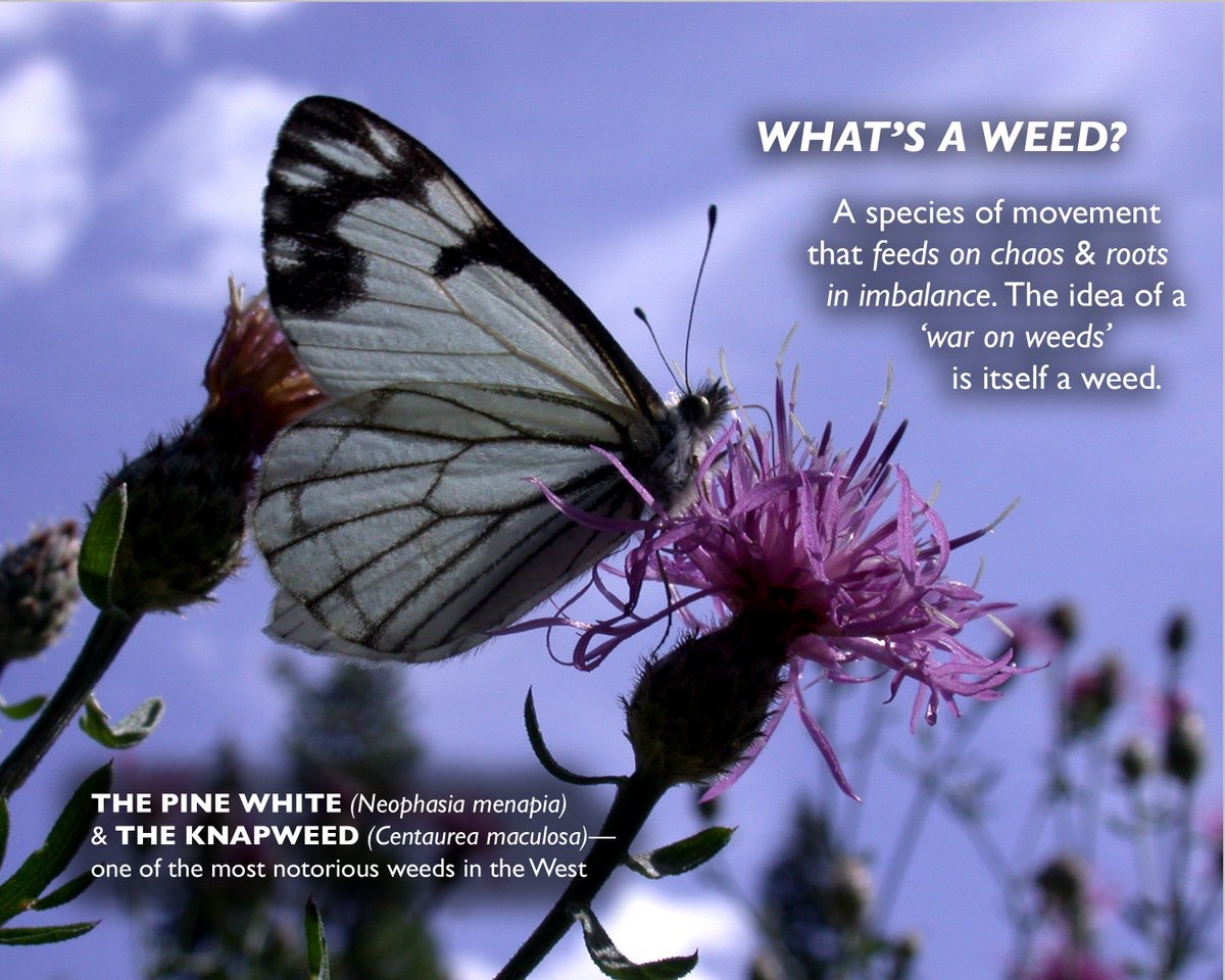 cliffcrego's tweet image. #weeds #invasives Spotted KNAPWEED, one of the most notorious weeds of the Intermountain West…WHAT'S A WEED? A species of movement that feeds on CHAOS &amp;amp; roots in IMBALANCE.  The idea of a war on weeds' is itself a weed. #MONTANA #OREGON #IDAHO #poem #aphorism