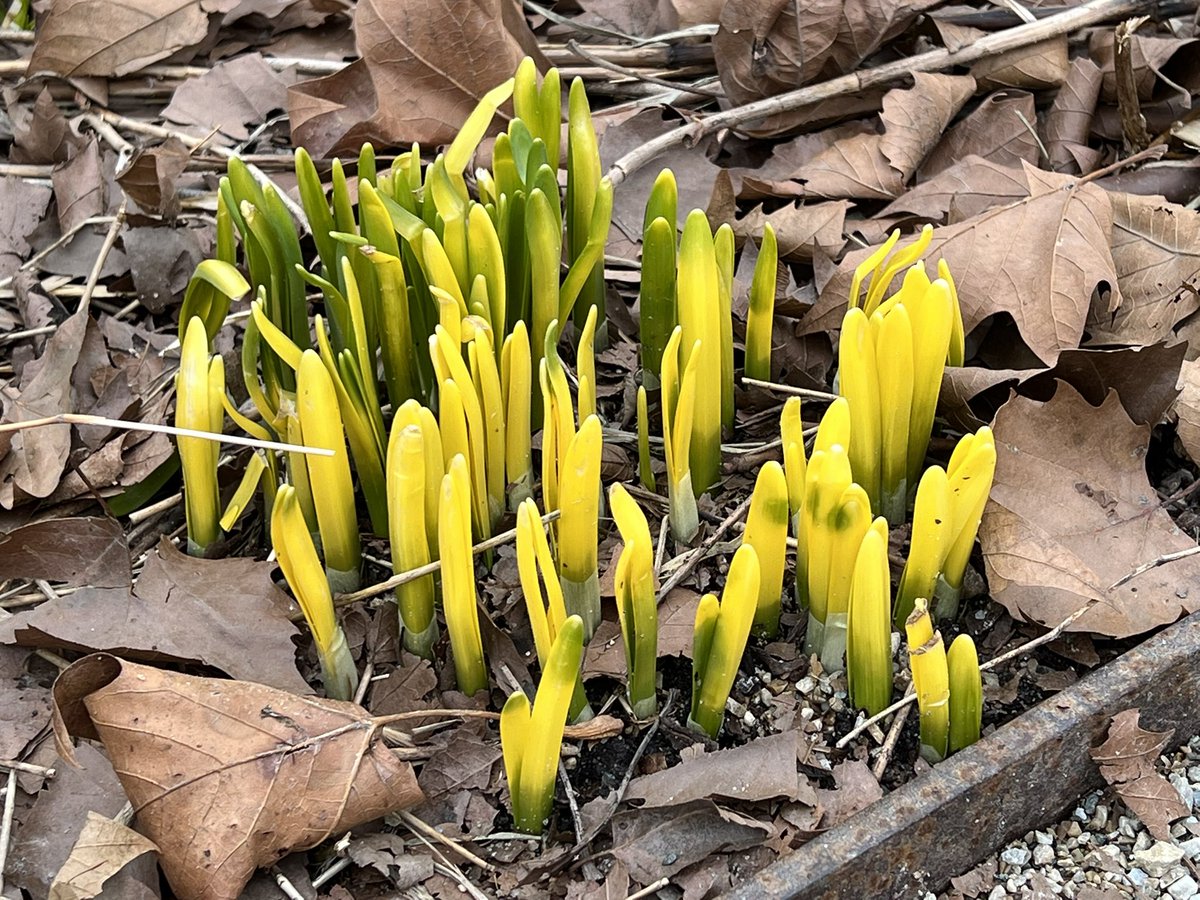 gigi_nyc's tweet photo. Snowdrops, winter aconites, hellebores, and daffodil shoots! Early #spring flowers at Battery Park #NYC #SignsofSpringNYC 🌱🌼🌸 https://t.co/5AKZcy55Ju