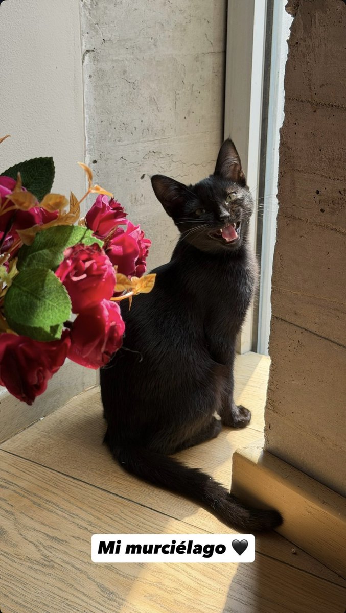 Info ElMariana;! 🌻 tweet media