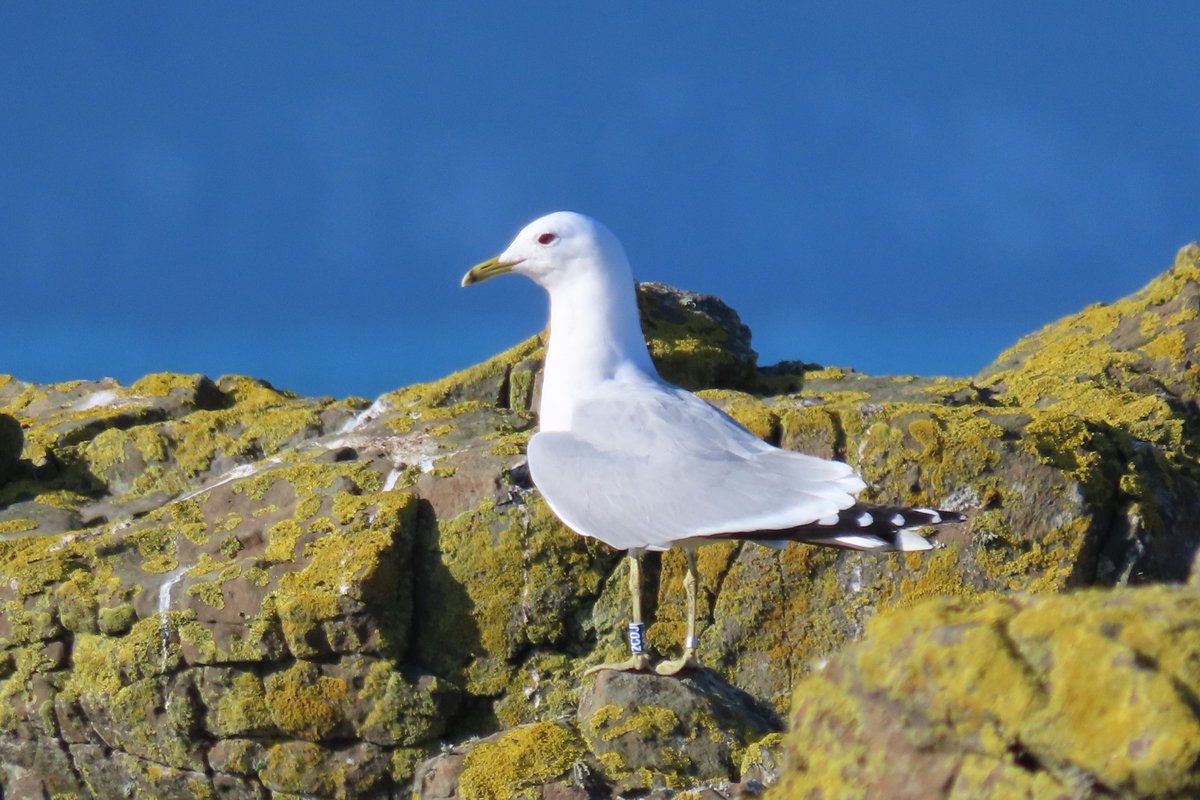 Rathlin Stickybeak tweet media