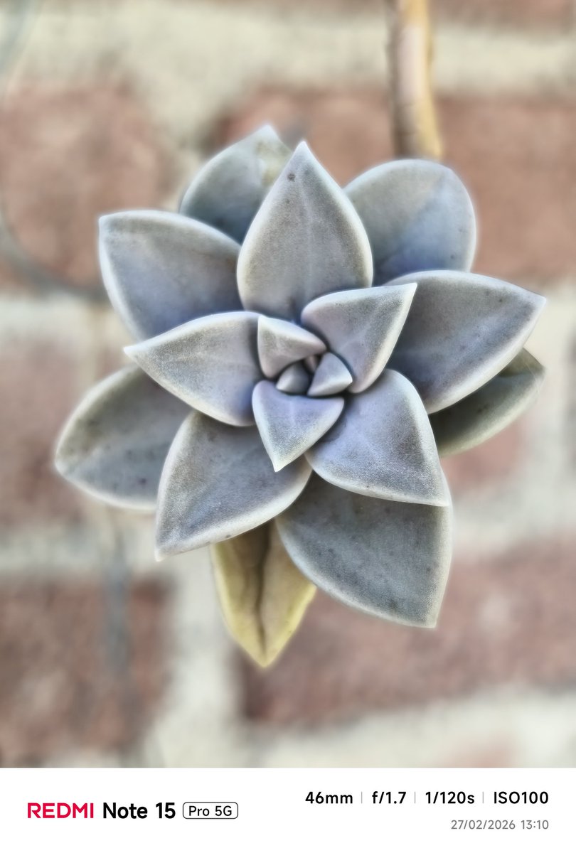 Edu_Pdrz's tweet image. Realizando algunas fotos en el jardín con la cámara del #REDMINote15Pro5G
#RedmiNote15Series
#XiaomiExplorers
@XiaomiMexico @Xiaomi