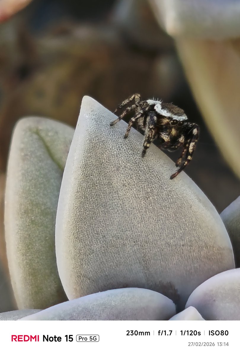 Edu_Pdrz's tweet image. Realizando algunas fotos en el jardín con la cámara del #REDMINote15Pro5G
#RedmiNote15Series
#XiaomiExplorers
@XiaomiMexico @Xiaomi