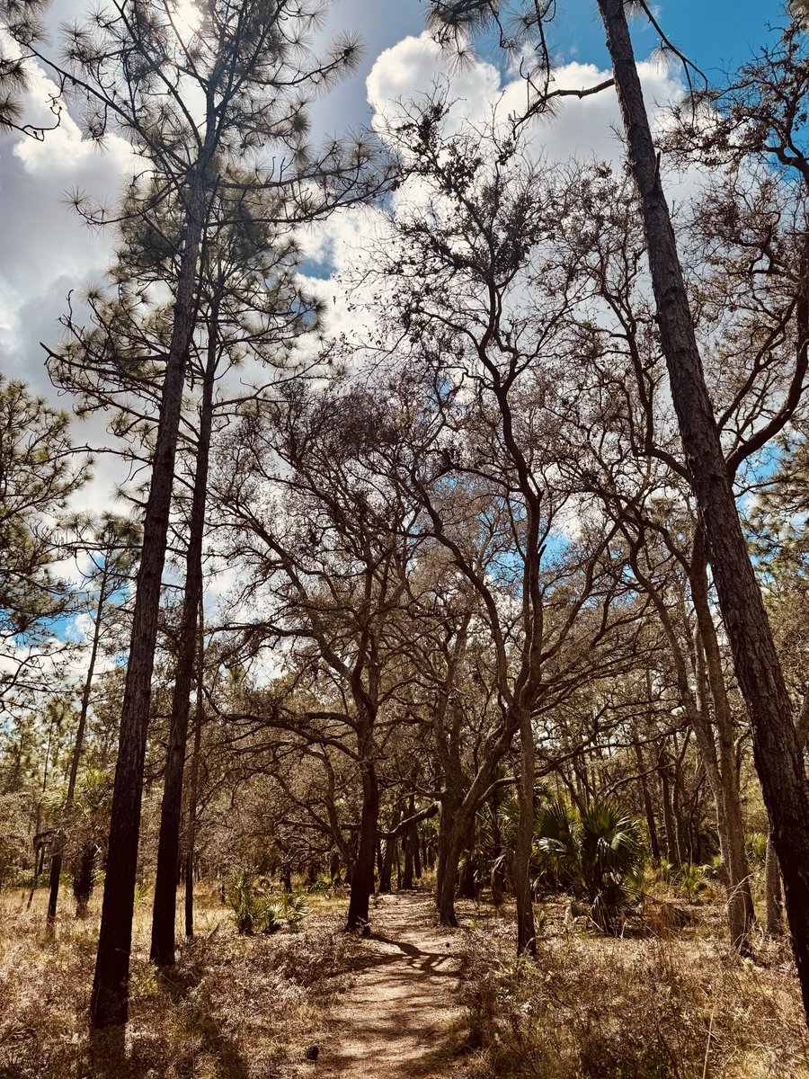 dolbyl's tweet image. 9 miles at Joshua Creek Trailhead at Charles H. Bronson State Forest today and the pawpaws are out 💕. #optoutside #getoutside #nature #NaturePhotography #lovefl #hikefl #hikeflorida #floridatrails #trailslikethese