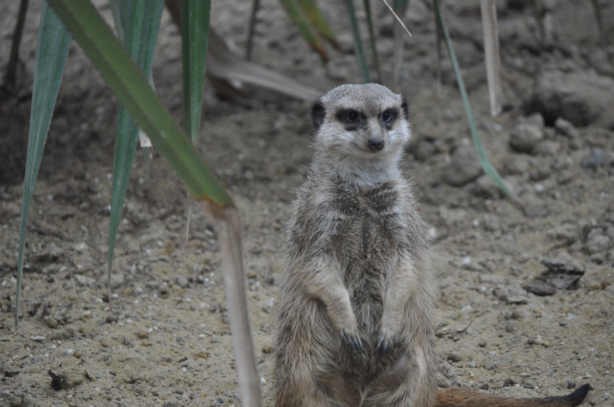 Meerkat daily #501