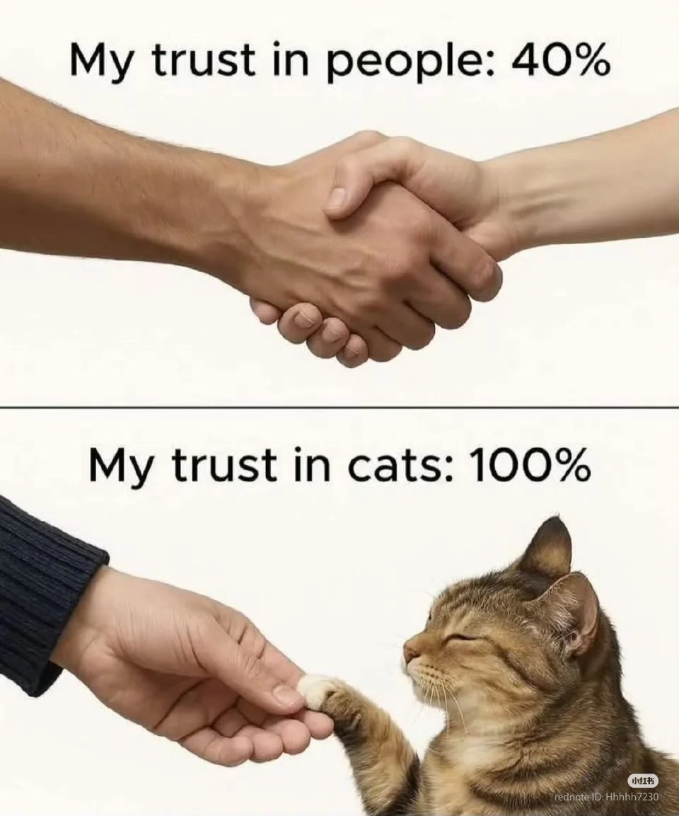 No Context Cats tweet media