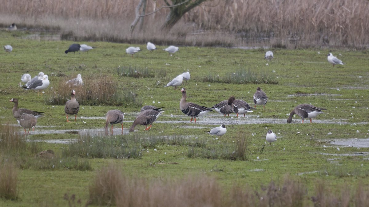 Eat Sleep Bird Repeat tweet media