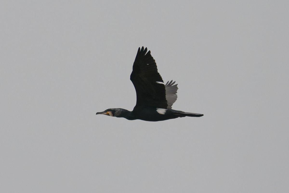 Eat Sleep Bird Repeat tweet media