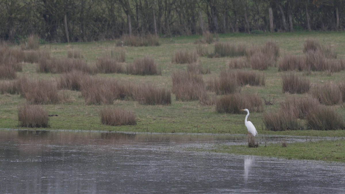Eat Sleep Bird Repeat tweet media