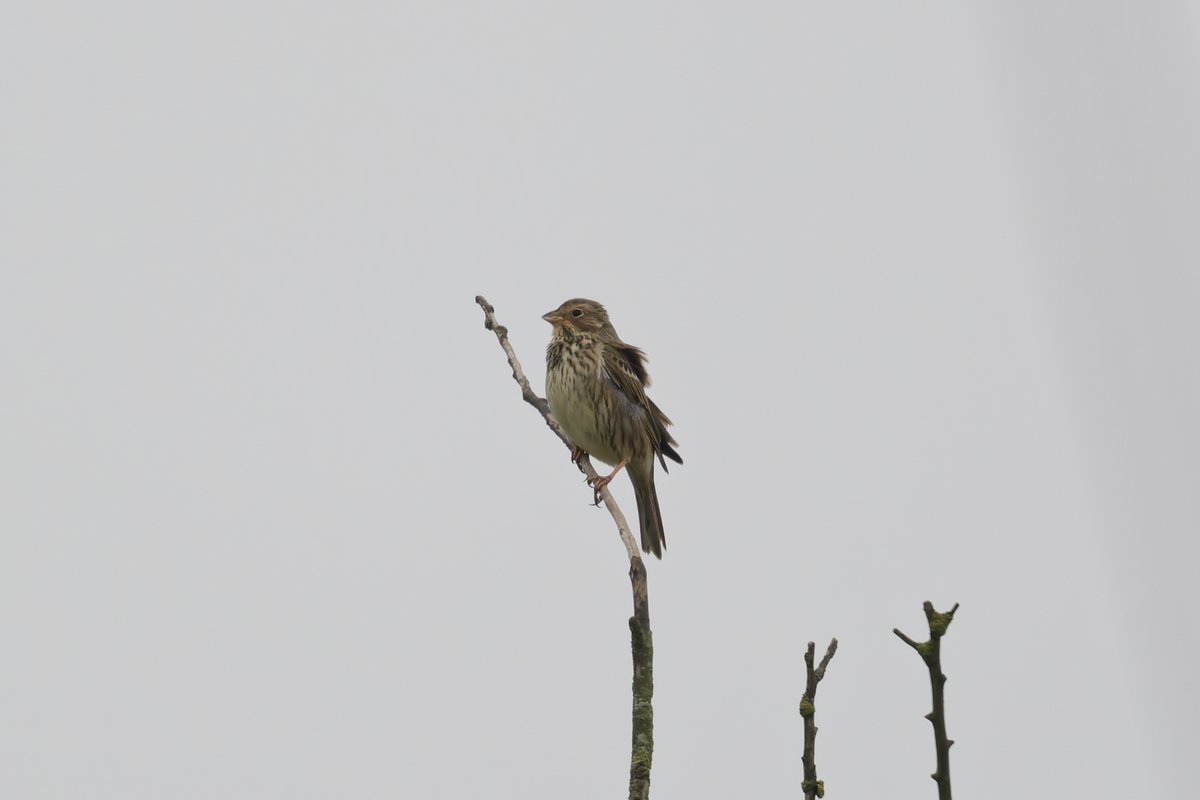 Eat Sleep Bird Repeat tweet media