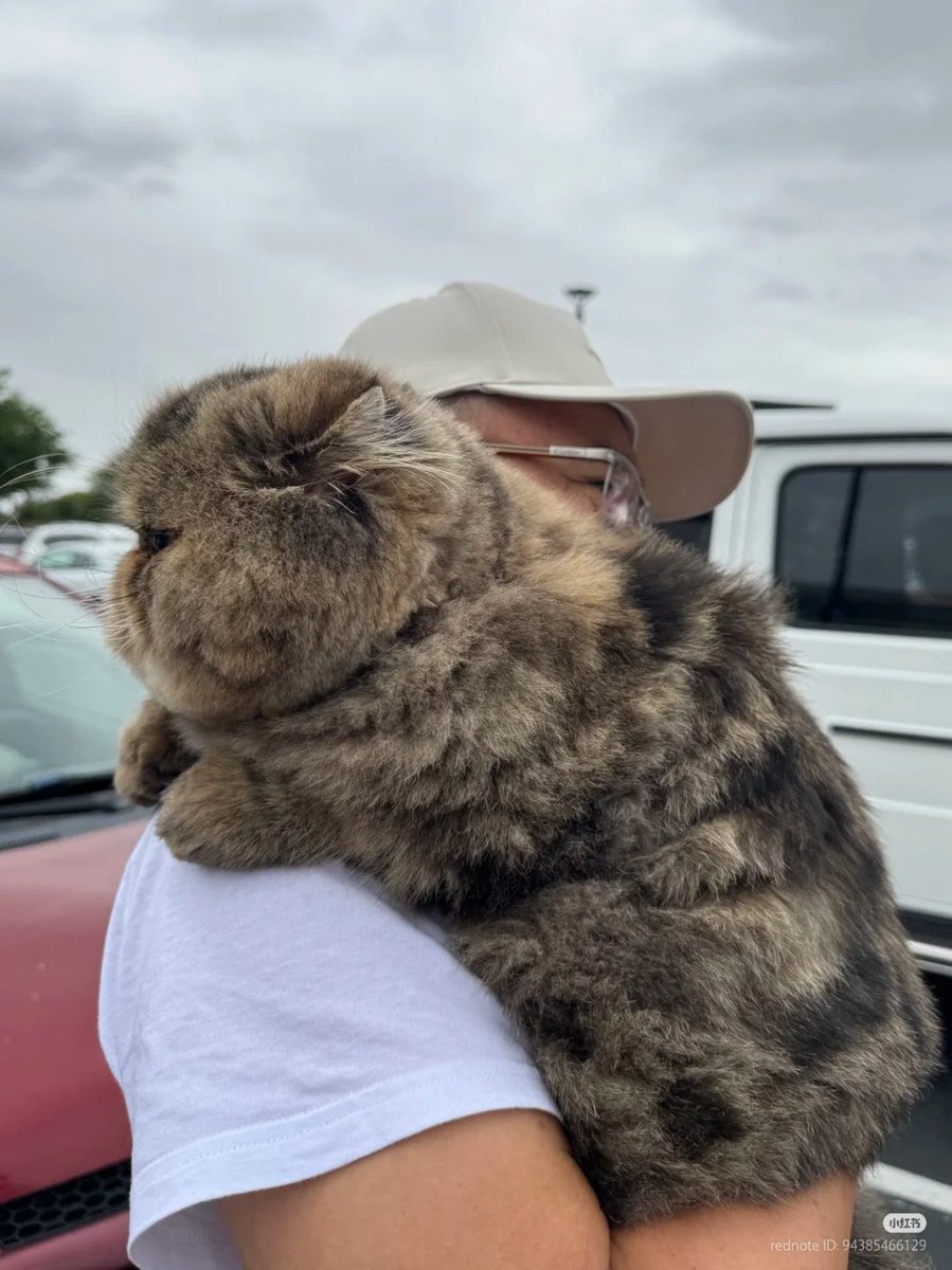 No Context Cats tweet media