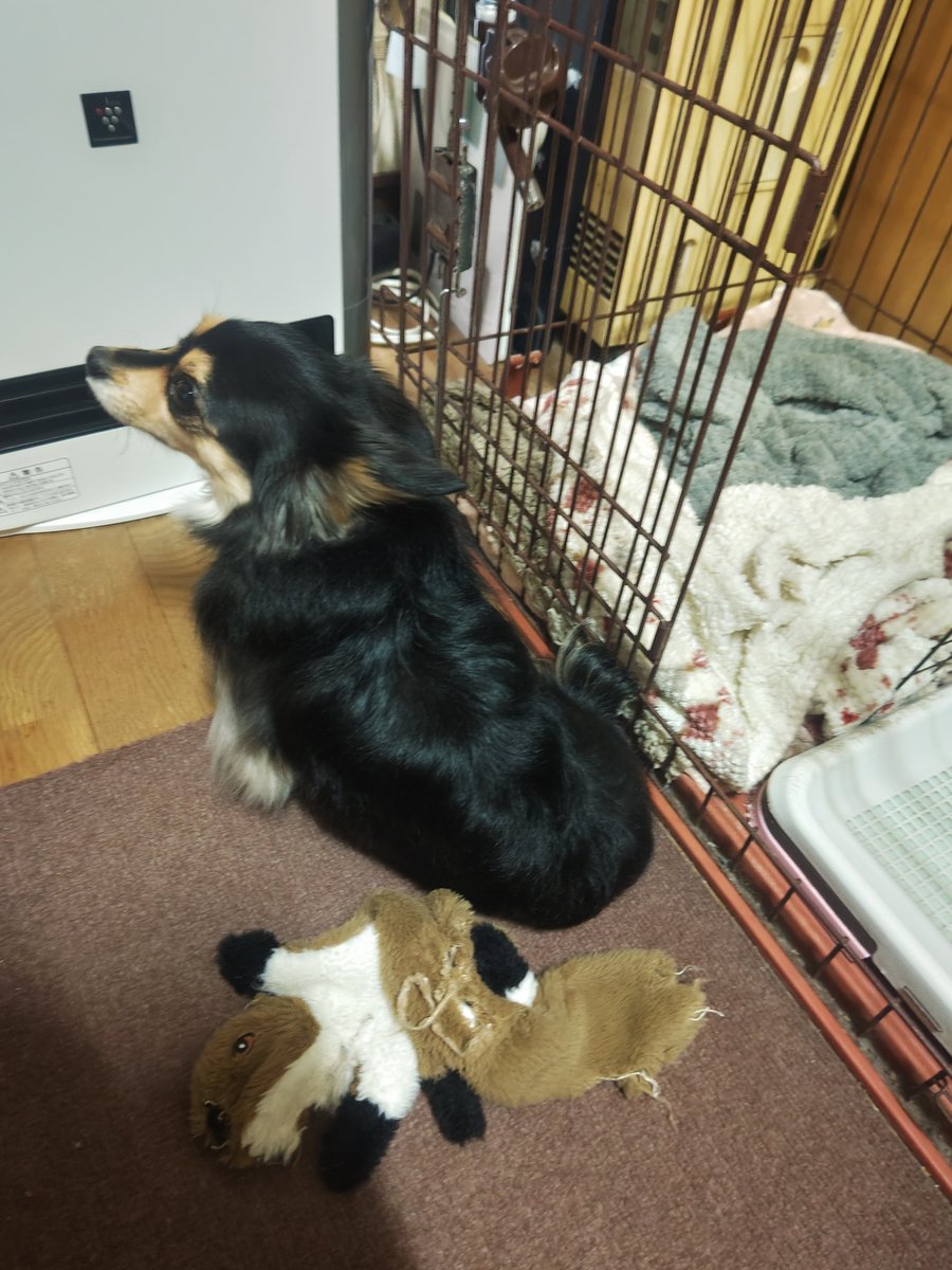 ひめ🌈乃秋🐶羽入🐶ママ☆Yukari tweet media