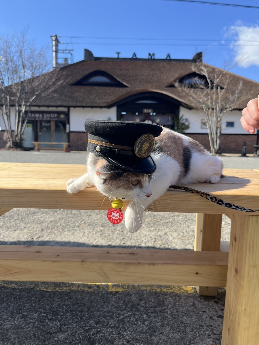 駅長たま tweet media