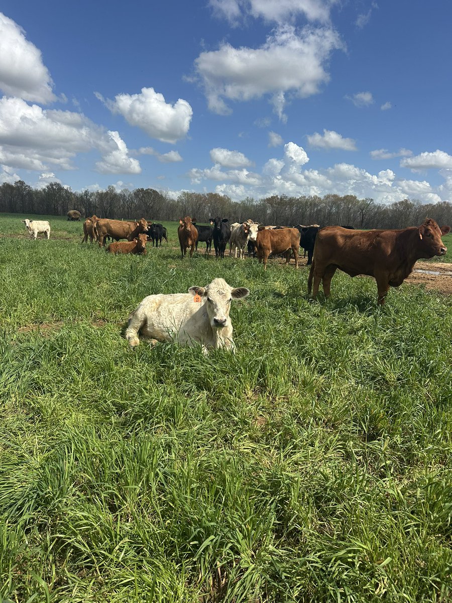 hsprim3's tweet photo. Fat and happy in green spring grass! https://t.co/cXOZzGoDIv