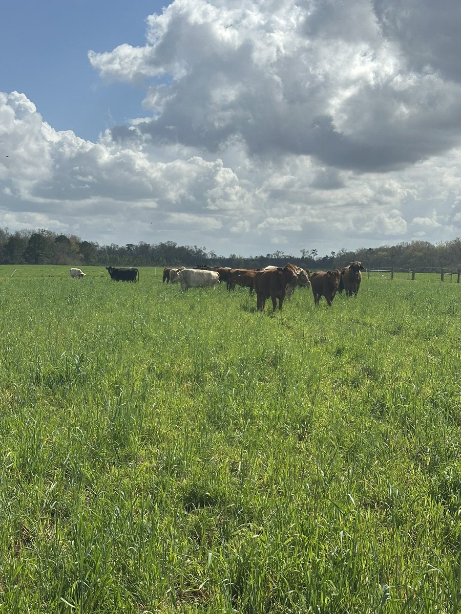 hsprim3's tweet photo. Fat and happy in green spring grass! https://t.co/cXOZzGoDIv