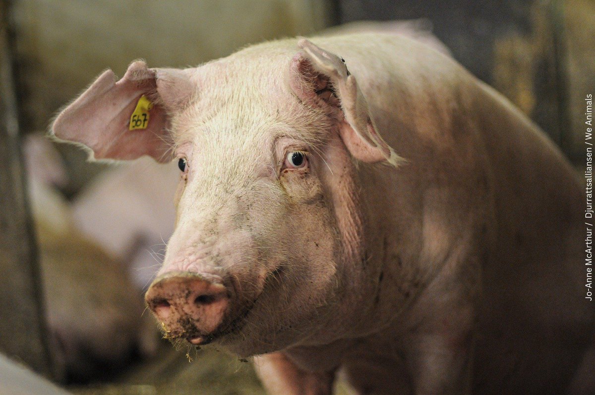 "Could you look an animal in the eyes and say to them, My appetite is worth more than your suffering?" - Moby