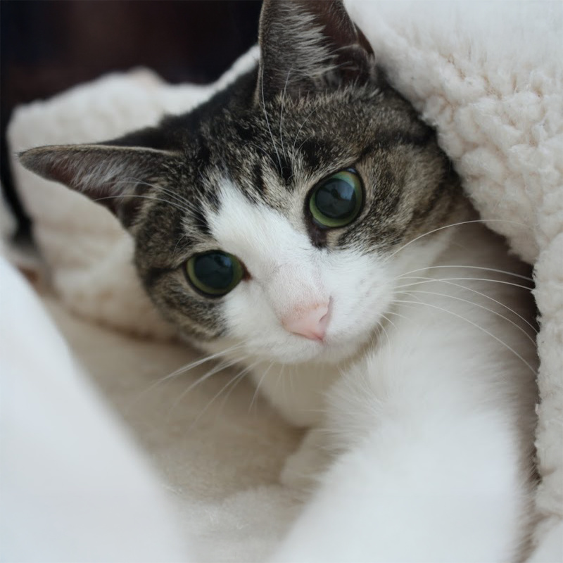 にゃぱねっと♂ (@288os) / Posts / X